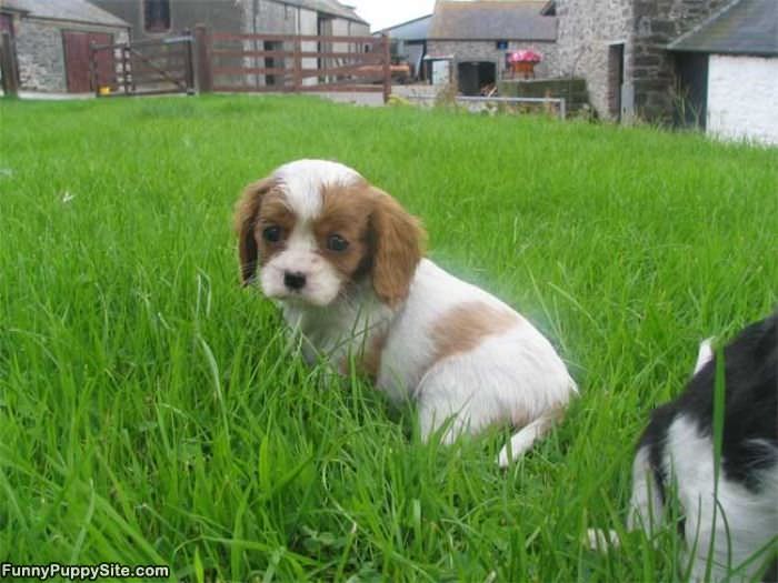 Pupp In The Grass