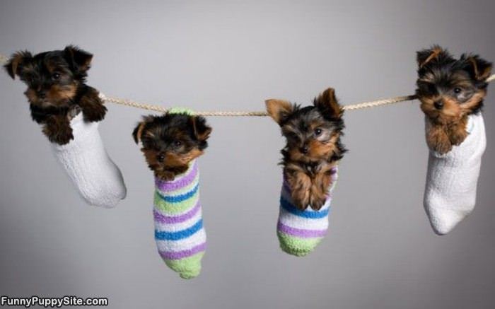 Puppies In Socks