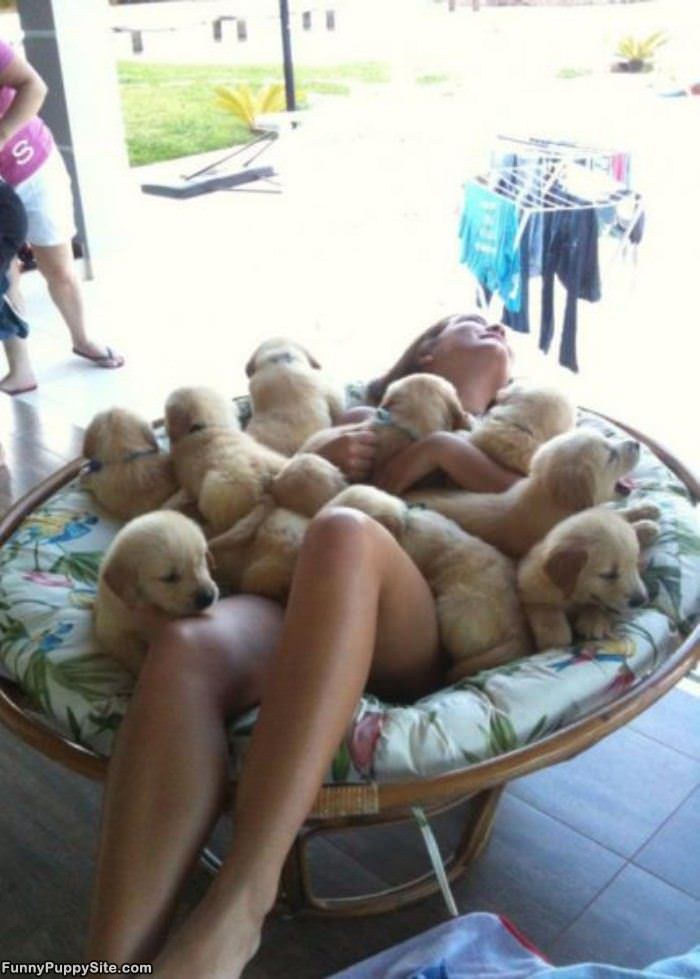 Puppies So Many Puppies