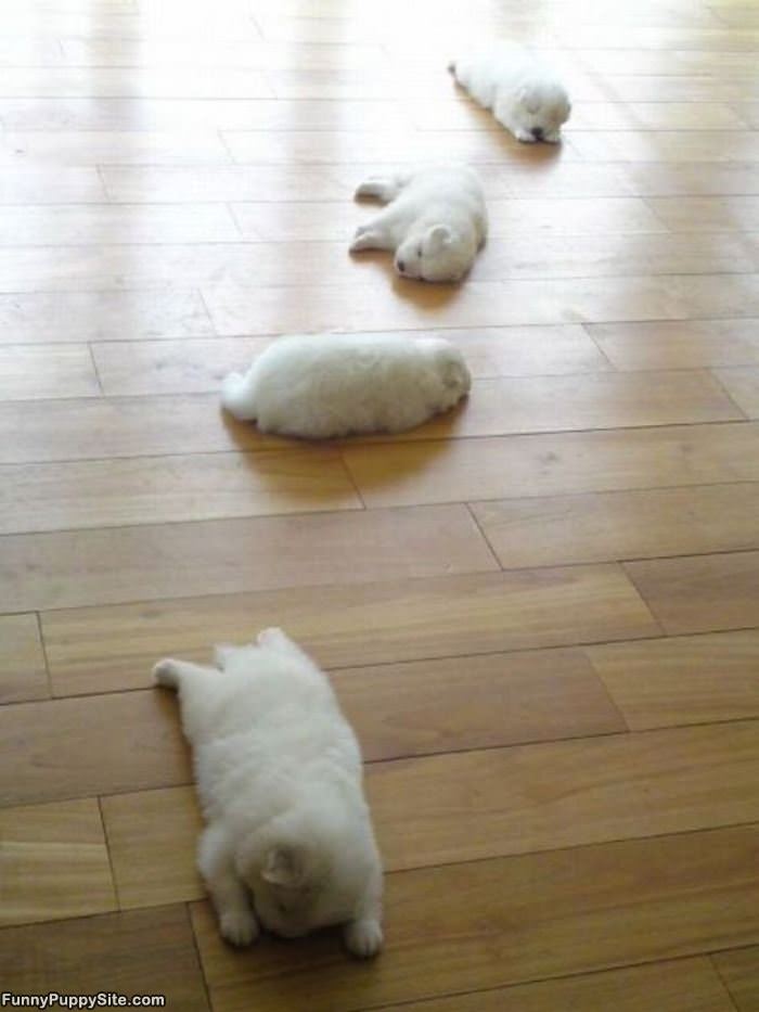 Puppies Spread Out