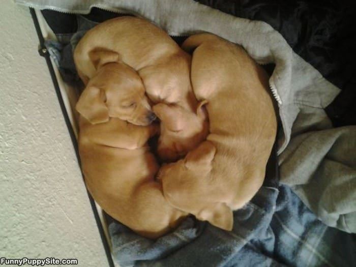 Puppies Staying Warm