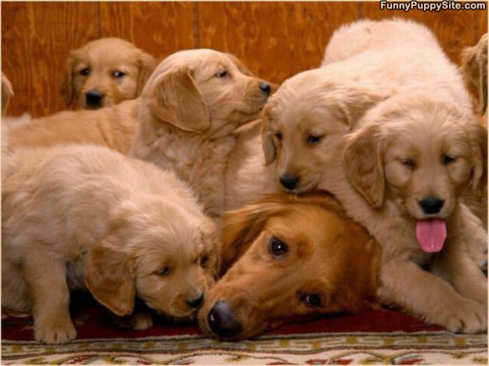 Puppies Swarming