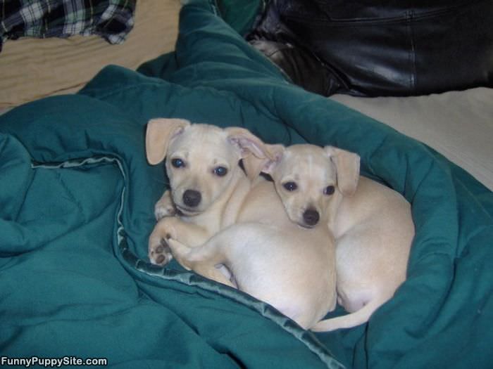 Puppies Taking A Nap