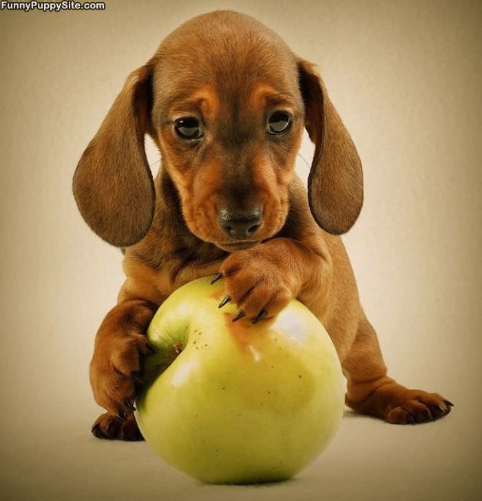 Puppy And Apple