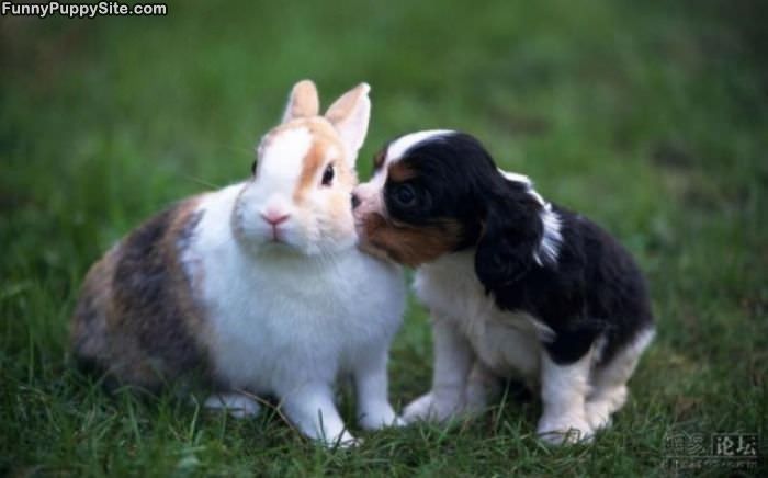 Puppy And Bunny