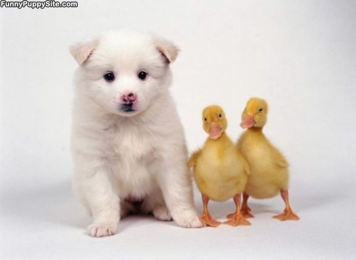 Puppy And Duckies