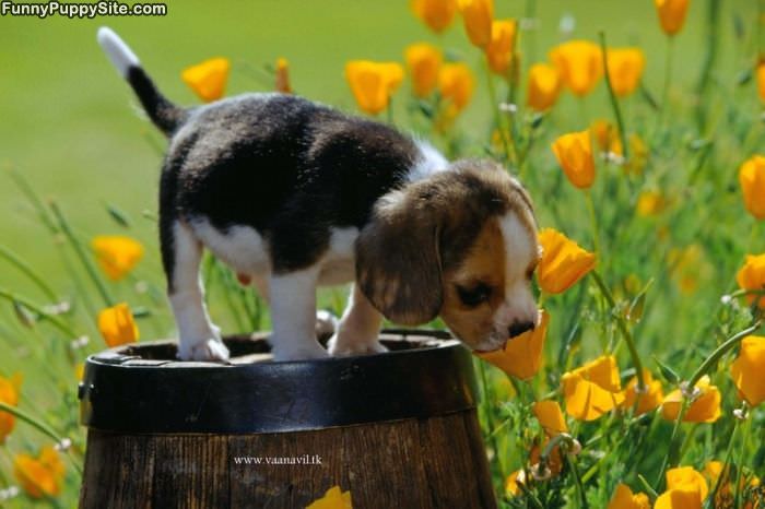 Puppy And Flower