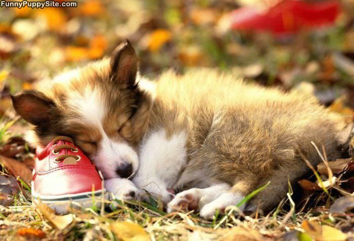 Puppy And Sneaker