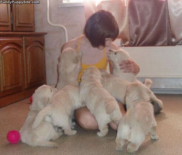 Puppy Army