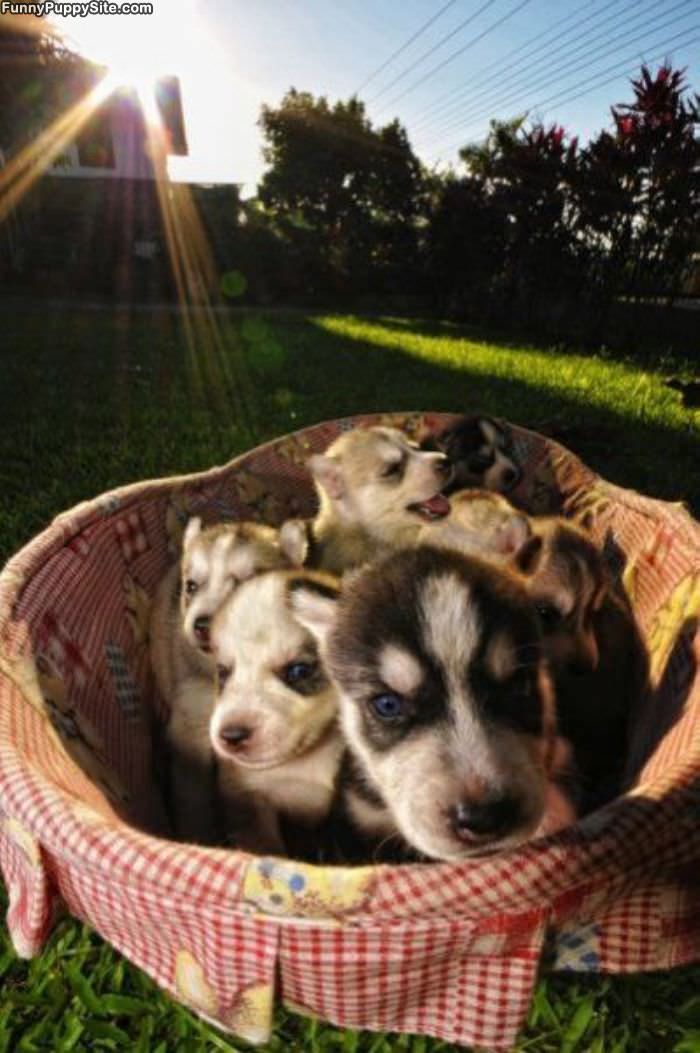 Puppy Basket