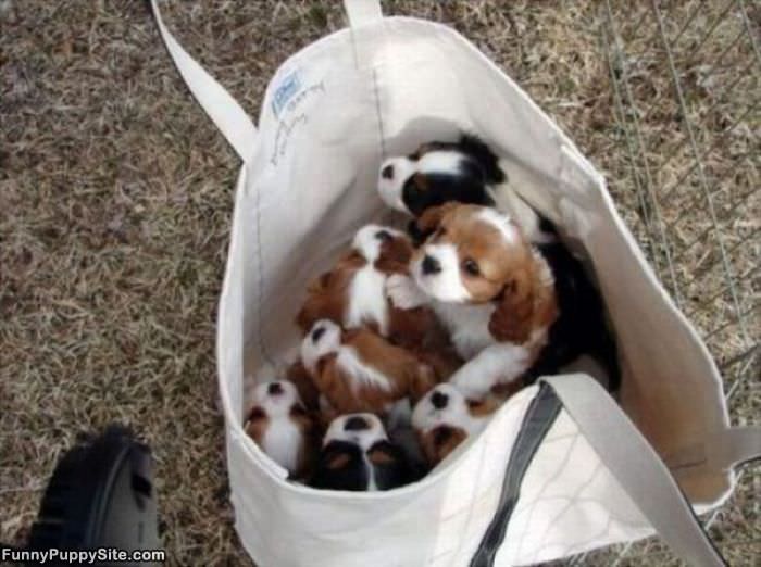 Puppy Basket