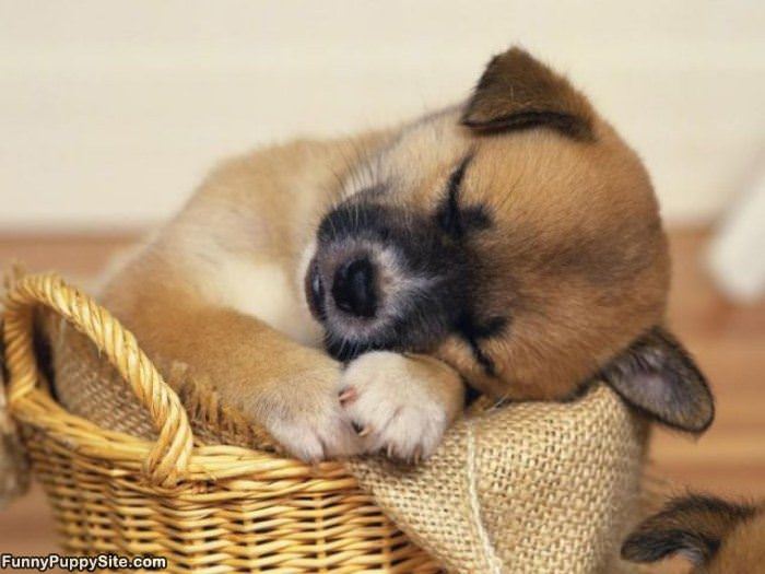 Puppy Basket