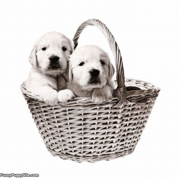 Puppy Basket