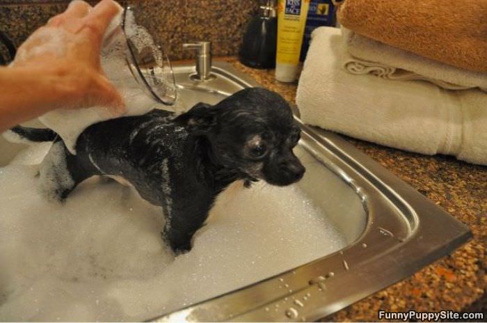 Puppy Bath