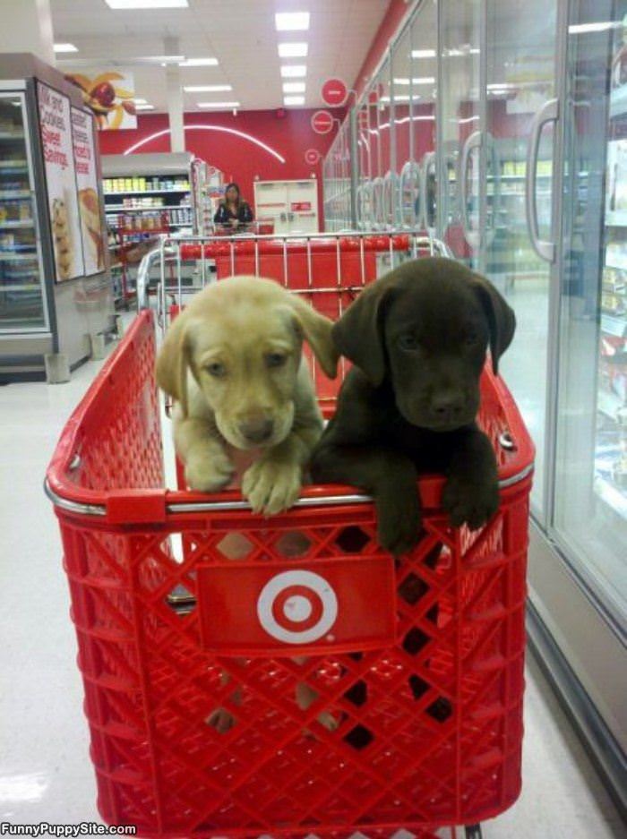 Puppy Cart