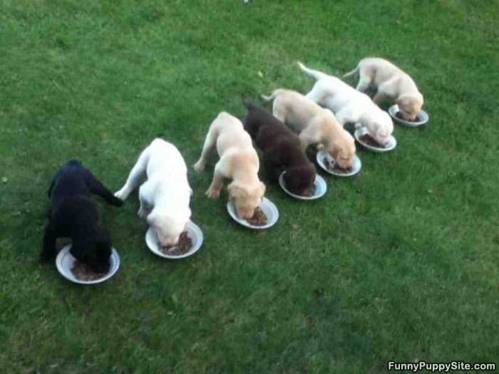 Puppy Chow Time