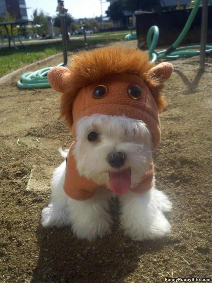 Puppy Costume