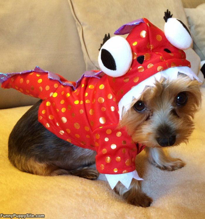 Puppy Costume - funnypuppysite.com