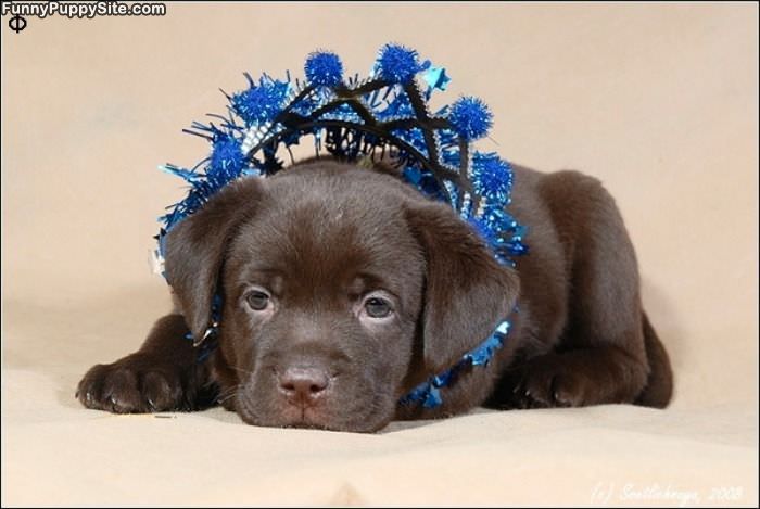 Puppy Crown