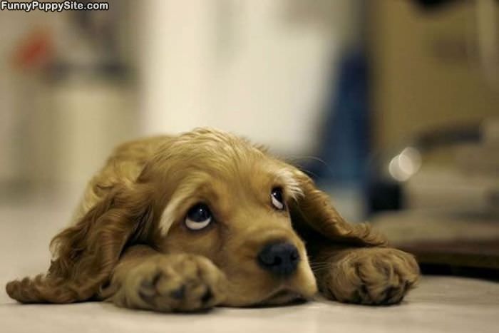 Puppy Eyes Here