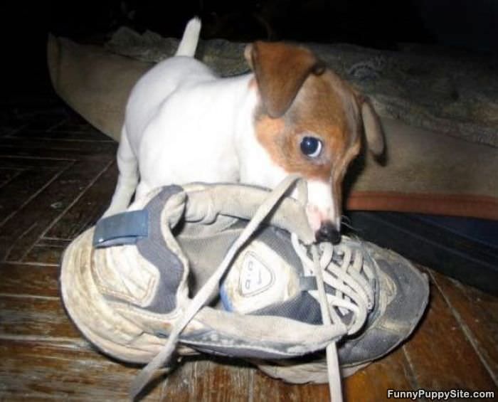 Puppy Found Your Shoe