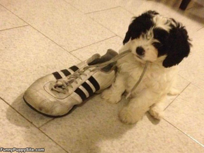 Puppy Found Your Shoe