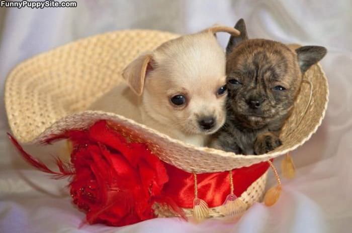 Puppy Hat