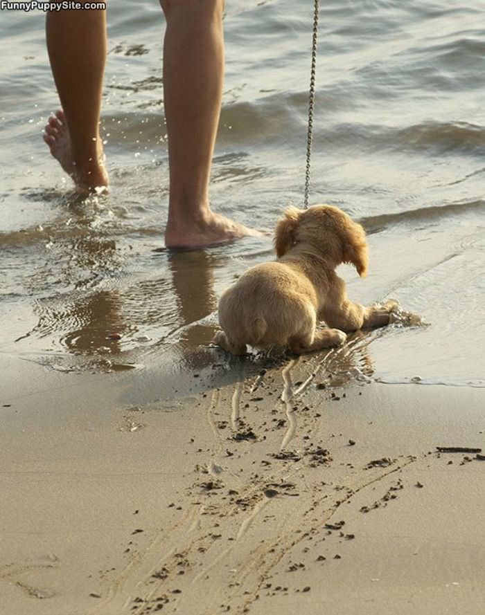 Puppy Hates Water