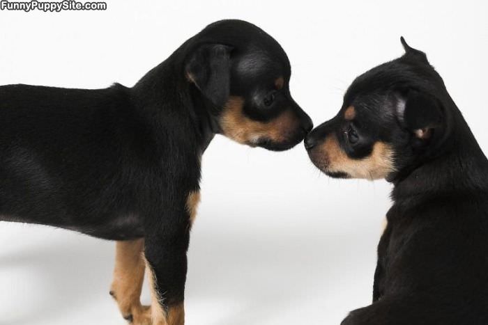 Puppy Kiss