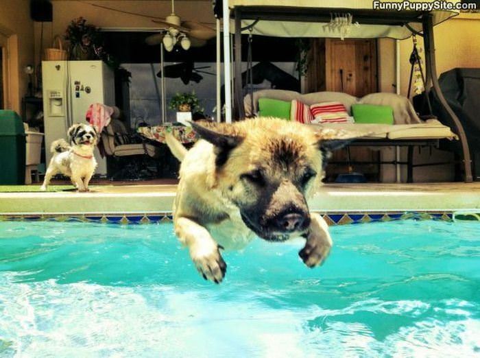 Puppy Long Jump