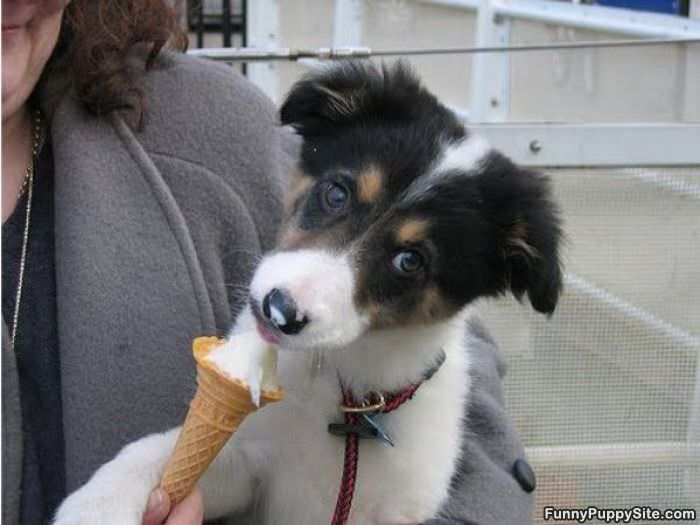 Puppy Loves Ice Cream