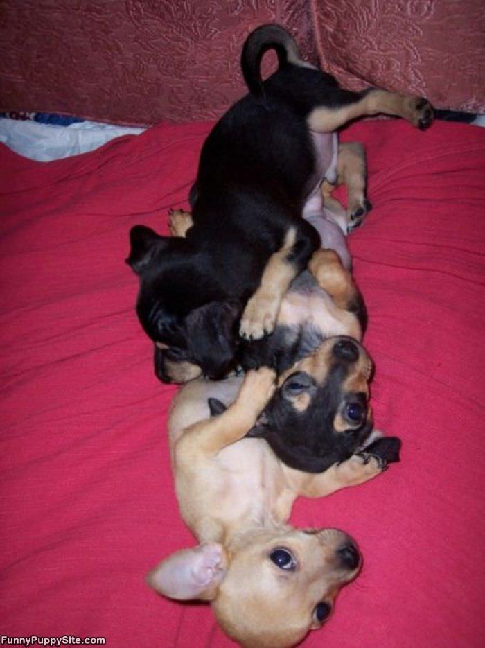 Puppy Pile