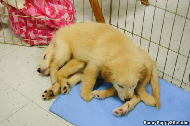 Puppy Pile