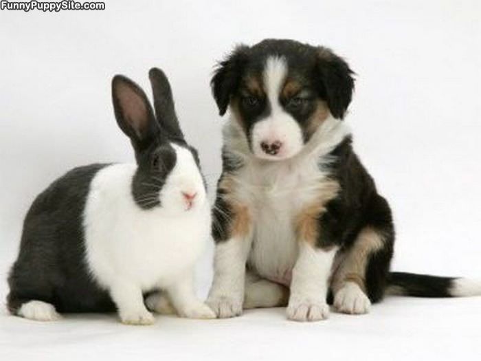 Puppy Rabbit