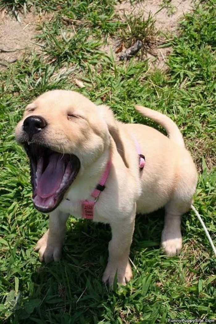 Puppy Roar