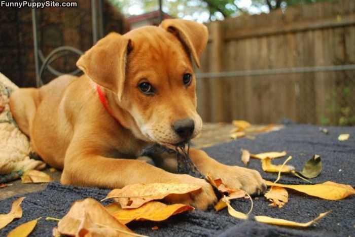 Puppy Shoes