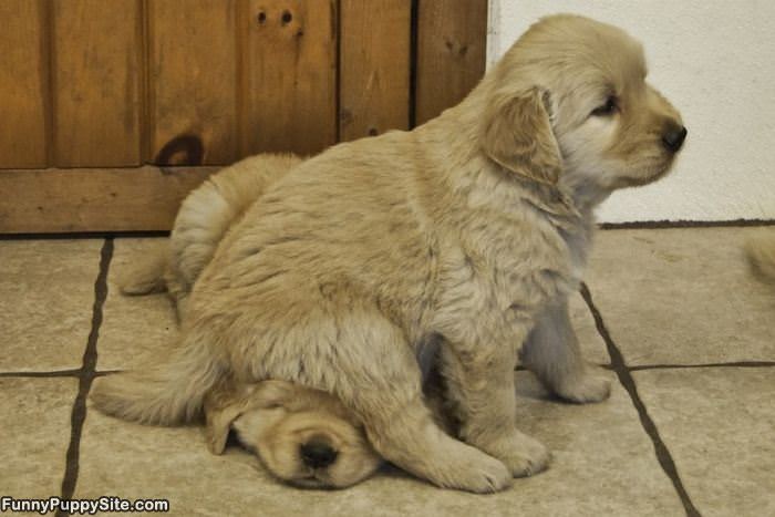 Puppy Squoosh