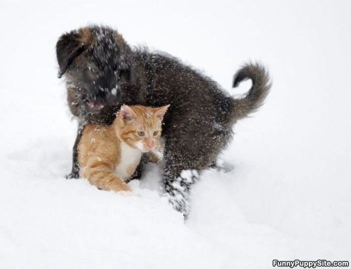 Puppy Vs Kitten Snow