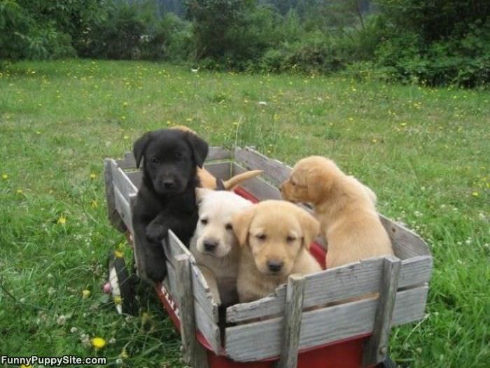 Puppy Wagon