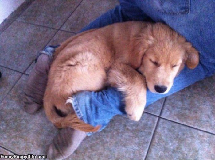 Puppy Wants A Nap Here