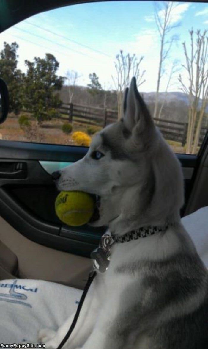 Puppy Wants To Play Fetch