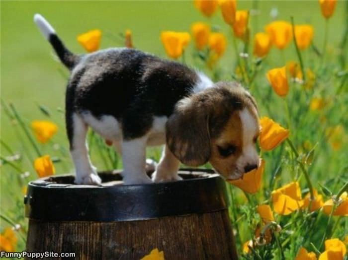 Puppy With Flowers