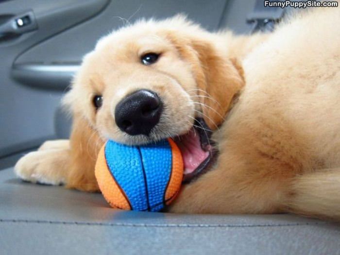 Puppy With His Ball