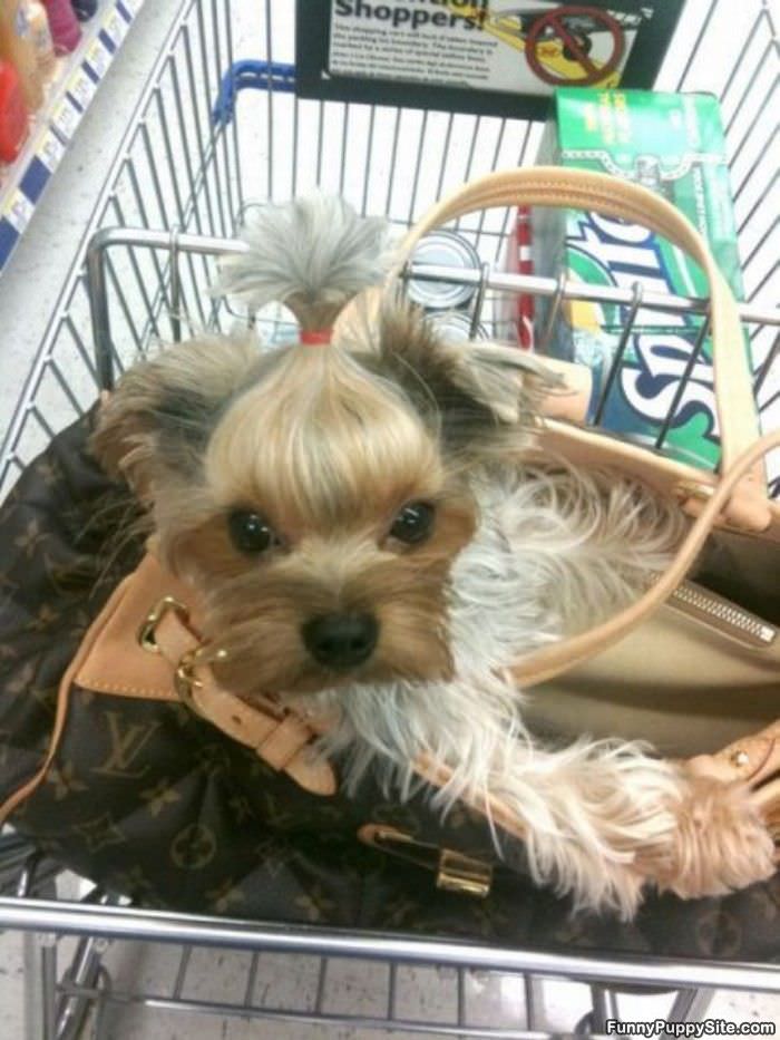 Purse Dog