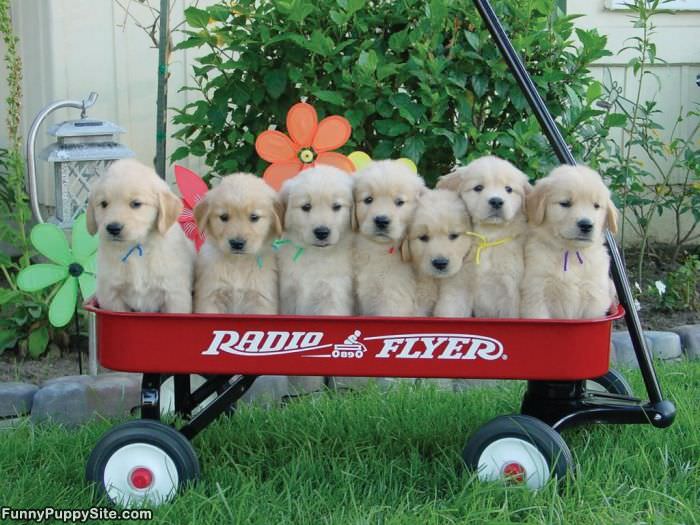 Radio Flyer Pups