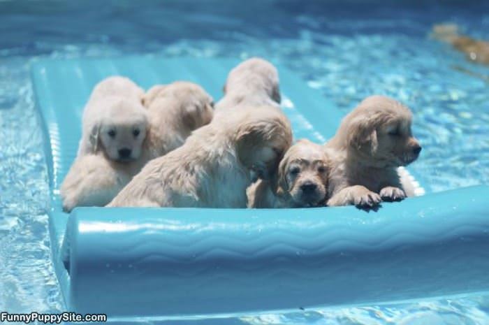 Raft Of Puppies