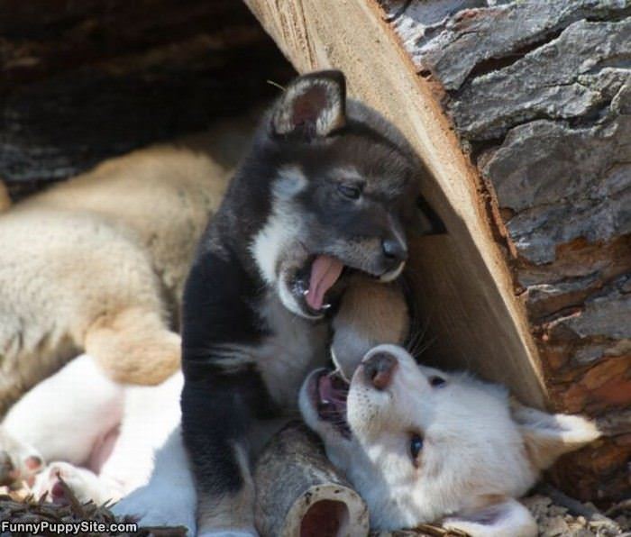 Rawrrrr Puppies