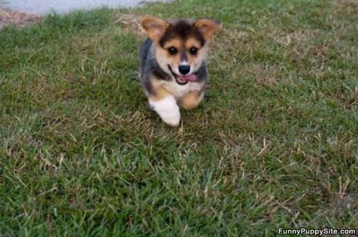 Running In The Grass