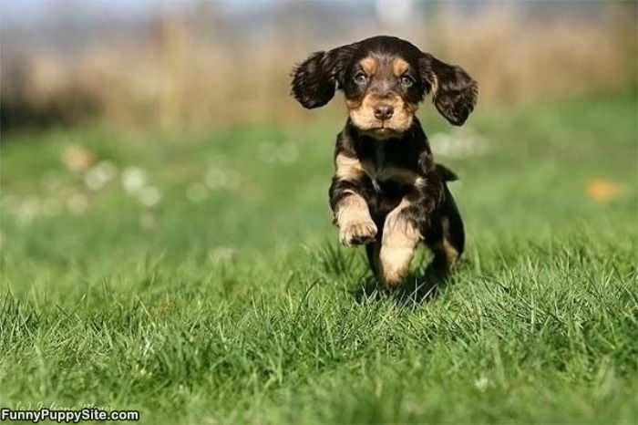 Running Puppy Here