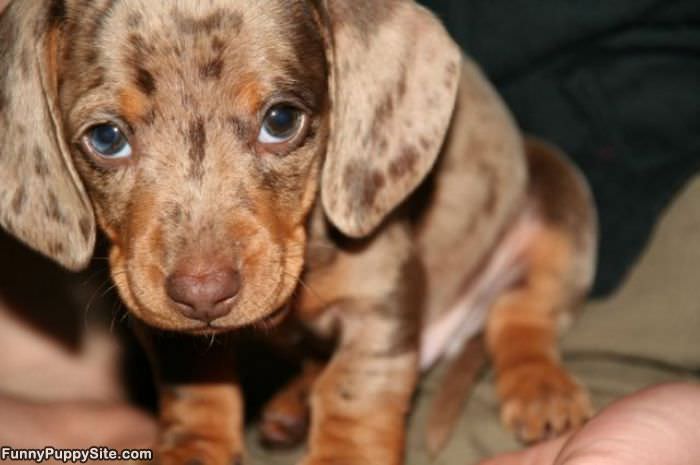Saddest Little Puppy Eyes